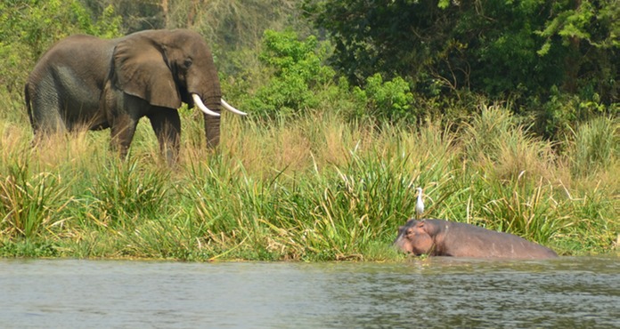 Слон самец наблюдает за бегемотом